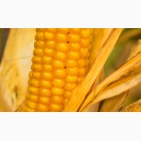 Насіння кукурудзи Гран 6 (ФАО 300)
