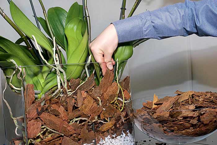 Фото 3. Кора сосновая для орхидей и др. растений, декора, дешево 20 грн