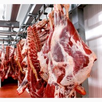WIDELAND EXPORT продает говядину HALAL замороженную на эксп