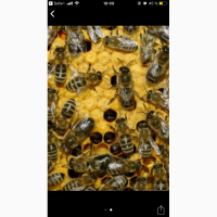 Відводки бджіл