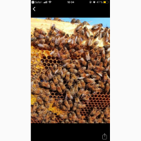 Відводки бджіл