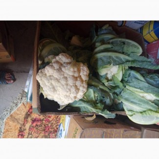 Продам цвитну капусту сорт Наутилус