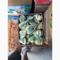Продам цвитну капусту сорт Наутилус