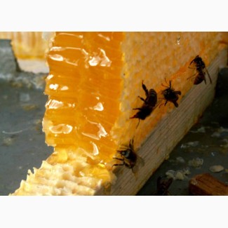 Продам мед домашній без антибіотика