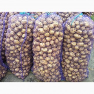 Продам картофель свежий продовольственный Казахстан