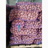 Продам картофель свежий продовольственный Казахстан