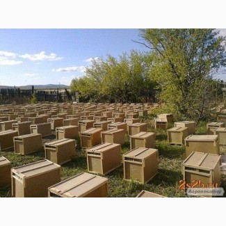 КАРНІКА! Приймаємо заказ на 4р. племенні бджолопакети на весну 2024р