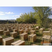 КАРНІКА! Приймаємо заказ на 4р. племенні бджолопакети на 2023р