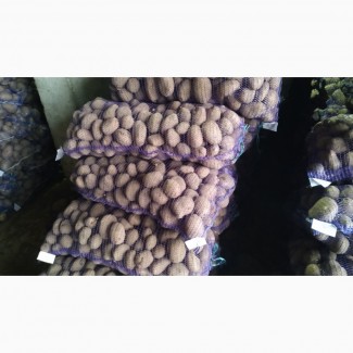 Продам картоплю різних сортів гала скарб бріз вектор