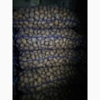 Продам семенной картофель сорт Белароса, Королева Анна, Гала, Тоскана
