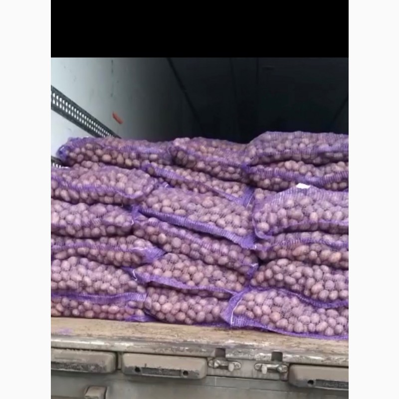 Фото 3. Продам семенной картофель сорт Белароса, Королева Анна, Гала, Тоскана