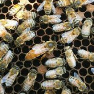 Фото 2. Пчелопакеты Бжолопакети Бакфаст Весна 2020г