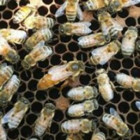 Пчелопакеты Бжолопакети Бакфаст Весна 2020г