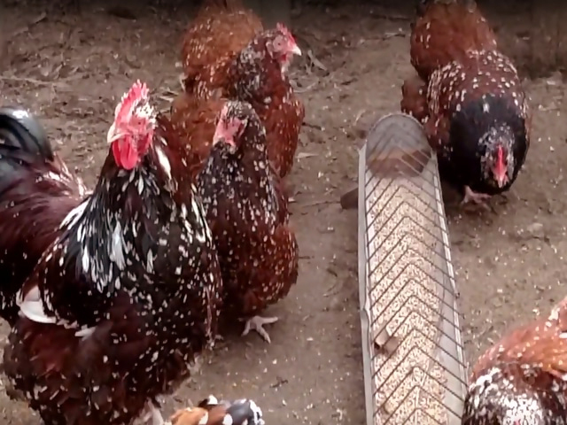 Фото 2. Цыплята или инкубационные яйцо Орпингтон золото, парцеляновый, лавандовый