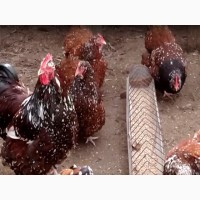 Цыплята или инкубационные яйцо Орпингтон золото, парцеляновый, лавандовый