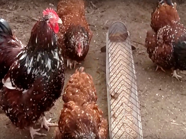 Фото 4. Цыплята или инкубационные яйцо Орпингтон золото, парцеляновый, лавандовый