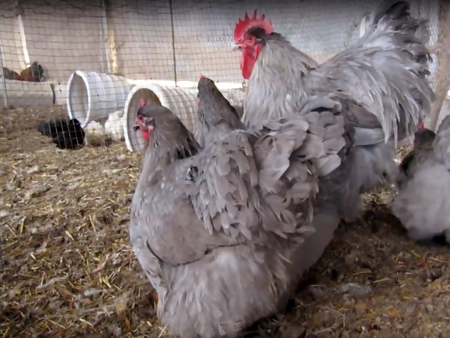Фото 6. Цыплята или инкубационные яйцо Орпингтон золото, парцеляновый, лавандовый