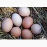 Натуральные домашние куриные яйца
