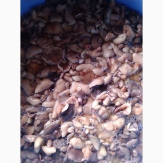 Продам грибы маслята соленные бочковые