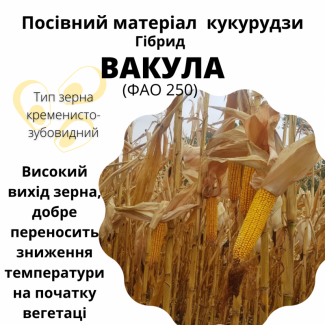 Насіння кукурудзи гібрид - Вакула (ФАО 250)