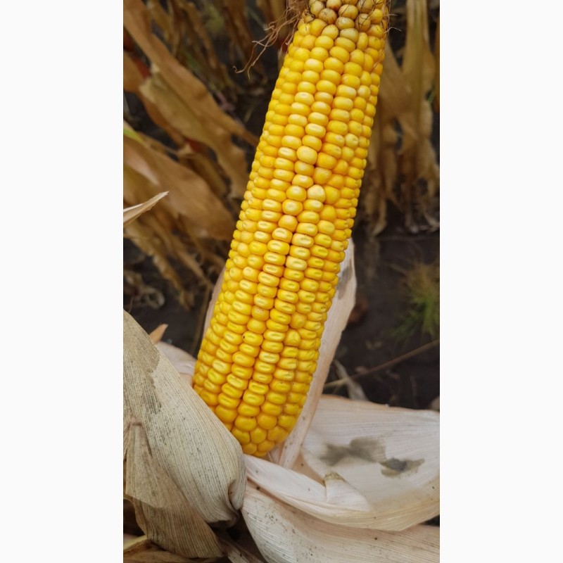 Фото 2. Насіння кукурудзи гібрид - Вакула (ФАО 250)