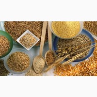 Продам КРУПИ оптом від виробника: ячка, перловка, пшенична, кукурузна, горох
