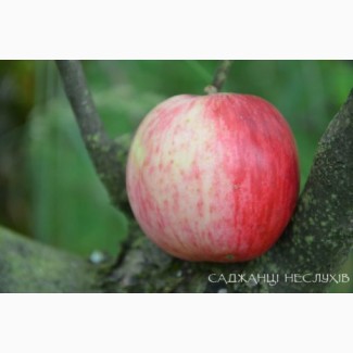Саджанці яблунь 70 сортів, саженцы яблони