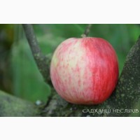 Саджанці яблунь 70 сортів, саженцы яблони