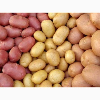 Продаю різні сорти посадкової картоплі