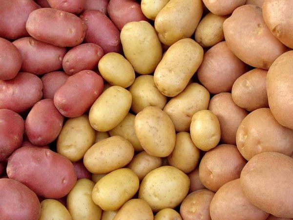 Картопля сорокаденка: сорт, характеристики, вирощування, рецепти