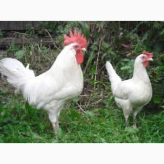 Подрощеные цыплята породы Ломан Вайт от 1 мес. (несушки)