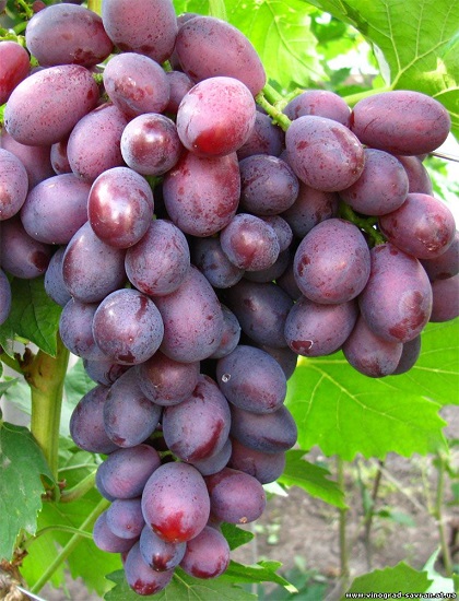 Фото 3. Продам виноград столовых сортов (Преображение, Кишмиш лучистый, Дунав)