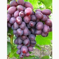 Продам виноград столовых сортов (Преображение, Кишмиш лучистый, Дунав)