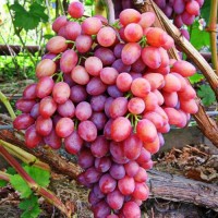Продам виноград столовых сортов (Преображение, Кишмиш лучистый, Дунав)