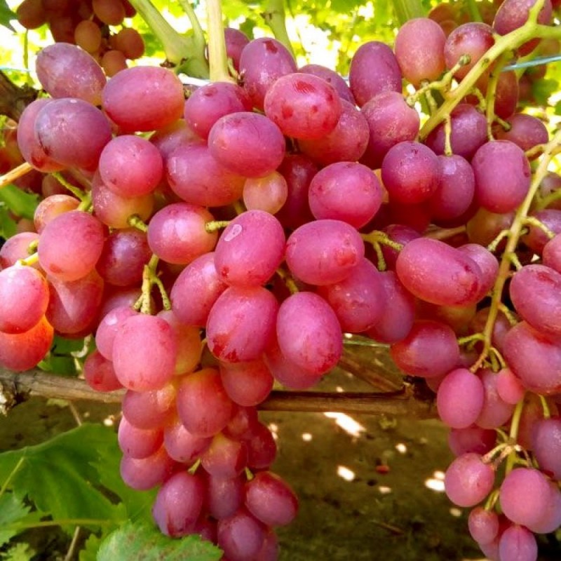 Фото 5. Продам виноград столовых сортов (Преображение, Кишмиш лучистый, Дунав)
