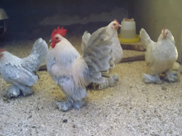 Фото 2. Инкубационное яйцо, Цыплята. Мильфлёр мрамор, изабелла, белое золото.Хорошее оплодотворен