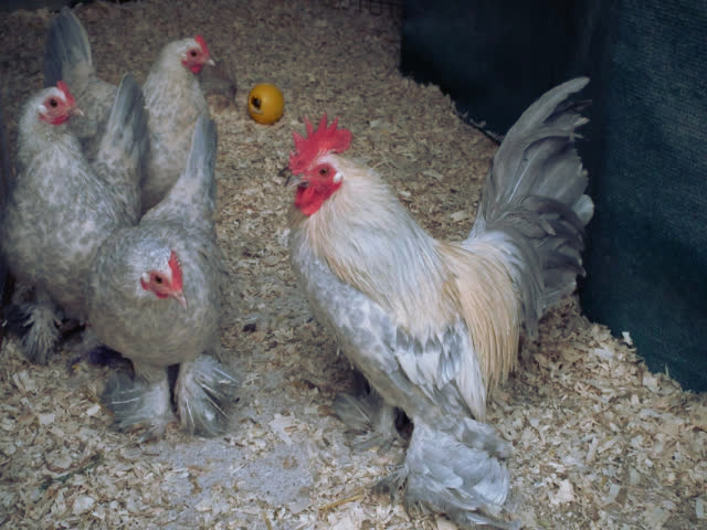 Фото 3. Инкубационное яйцо, Цыплята. Мильфлёр мрамор, изабелла, белое золото.Хорошее оплодотворен
