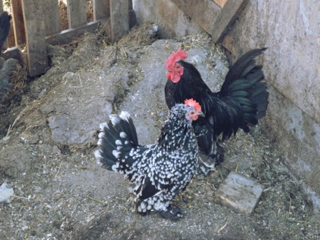 Фото 4. Инкубационное яйцо, Цыплята. Мильфлёр мрамор, изабелла, белое золото.Хорошее оплодотворен