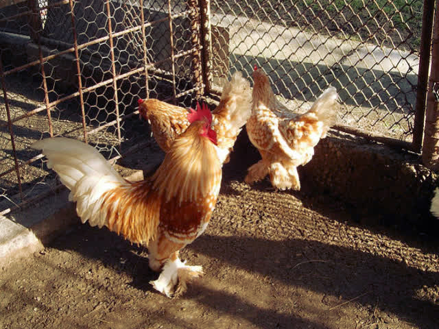 Фото 5. Инкубационное яйцо, Цыплята. Мильфлёр мрамор, изабелла, белое золото.Хорошее оплодотворен