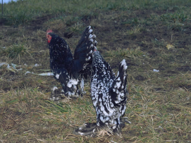 Фото 6. Инкубационное яйцо, Цыплята. Мильфлёр мрамор, изабелла, белое золото.Хорошее оплодотворен