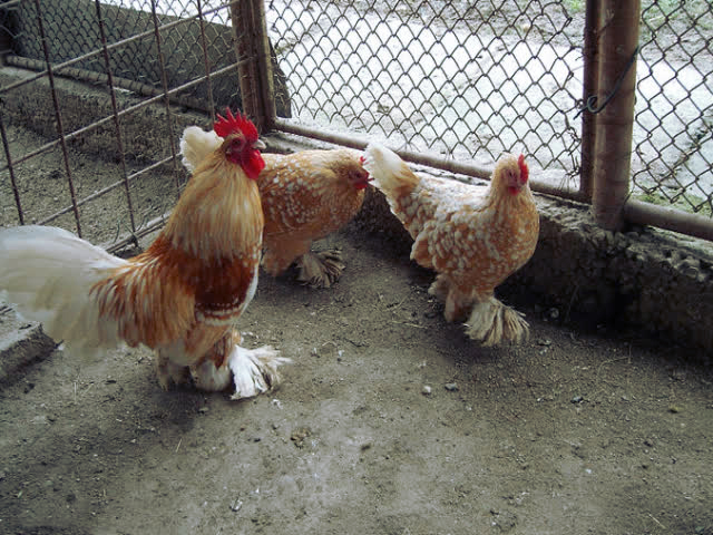 Фото 7. Инкубационное яйцо, Цыплята. Мильфлёр мрамор, изабелла, белое золото.Хорошее оплодотворен