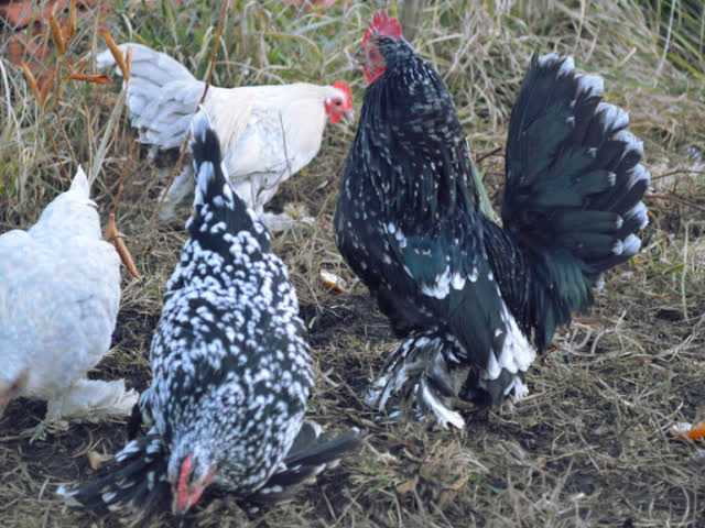 Фото 8. Инкубационное яйцо, Цыплята. Мильфлёр мрамор, изабелла, белое золото.Хорошее оплодотворен