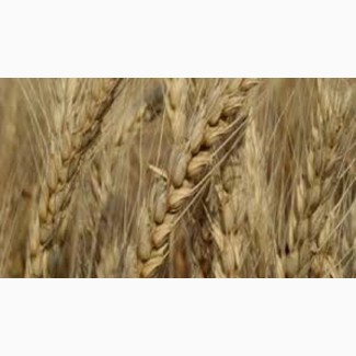 Пшениця м#039;яка озима Балада Миронівська