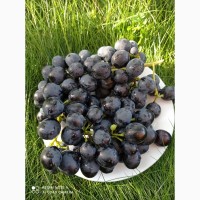 Продам Виноград сорт-Молдова