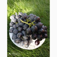 Продам Виноград сорт-Молдова