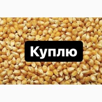 Купуємо Кукурудзу в великих об’ємах, кукурудза