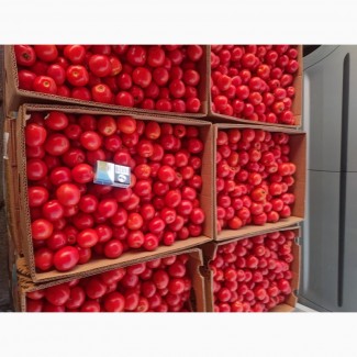 Продам помідори є велика кількість