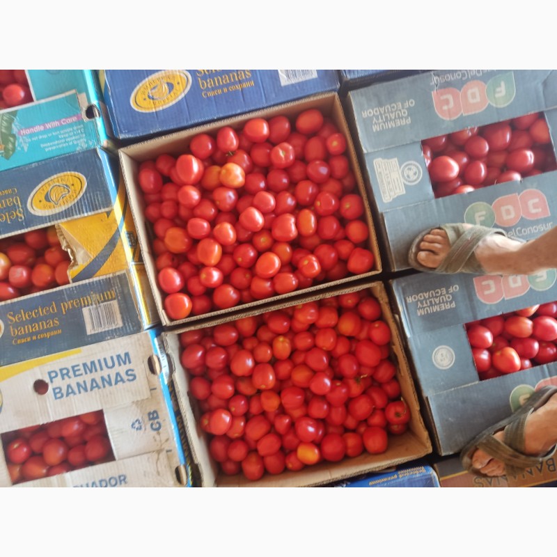 Фото 2. Продам помідори є велика кількість