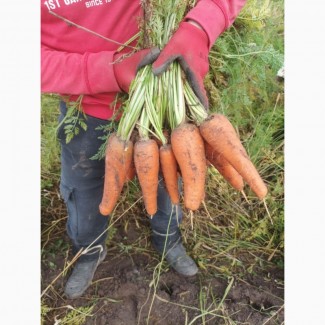 Продам моркву сортБолівар 10 тон