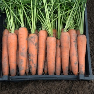 Продам оптом товарну моркву, Черкаська та Кіровоградська області